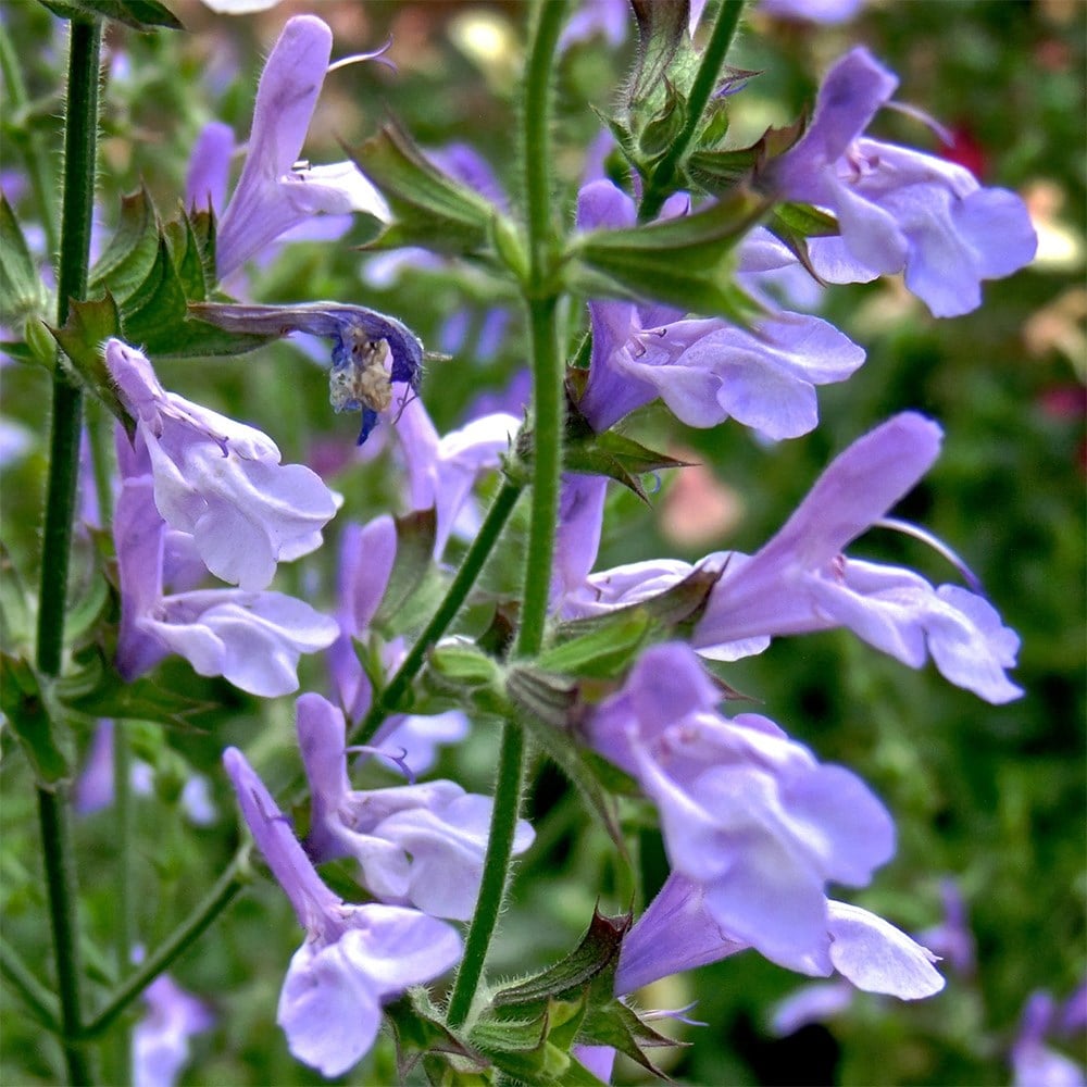 <i>Salvia uliginosa</i> 'African Skies'