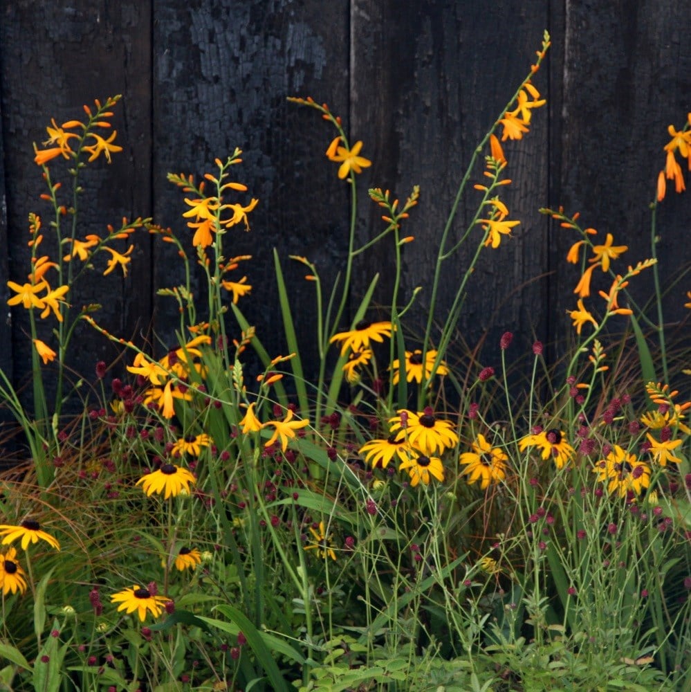 <i>Rudbeckia fulgida</i> 'Early Bird Gold'