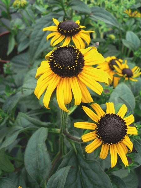 Rudbeckia fulgida Early Bird Gold