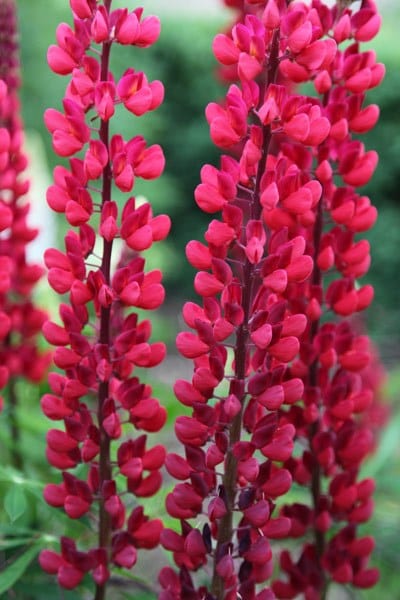 Lupinus The Page (Band of Nobles Series)