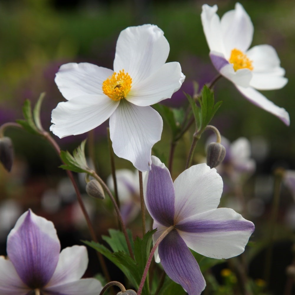 Product options image