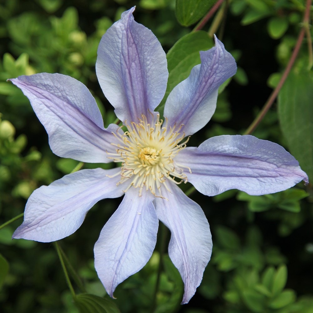 Product options image