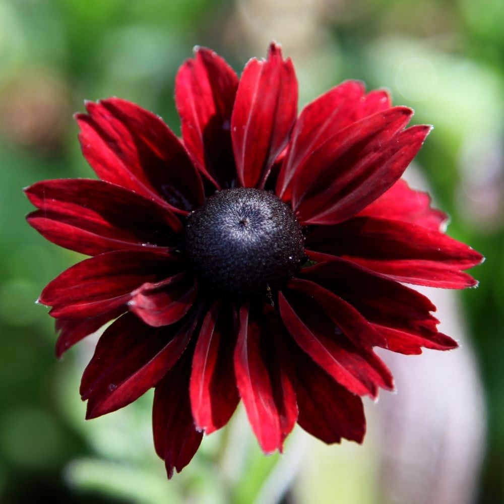 Product options image