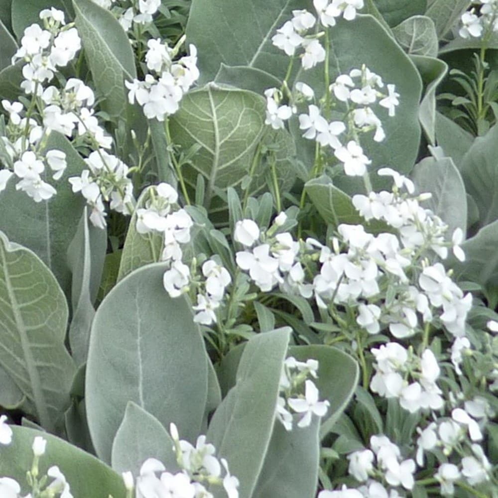 Product options image