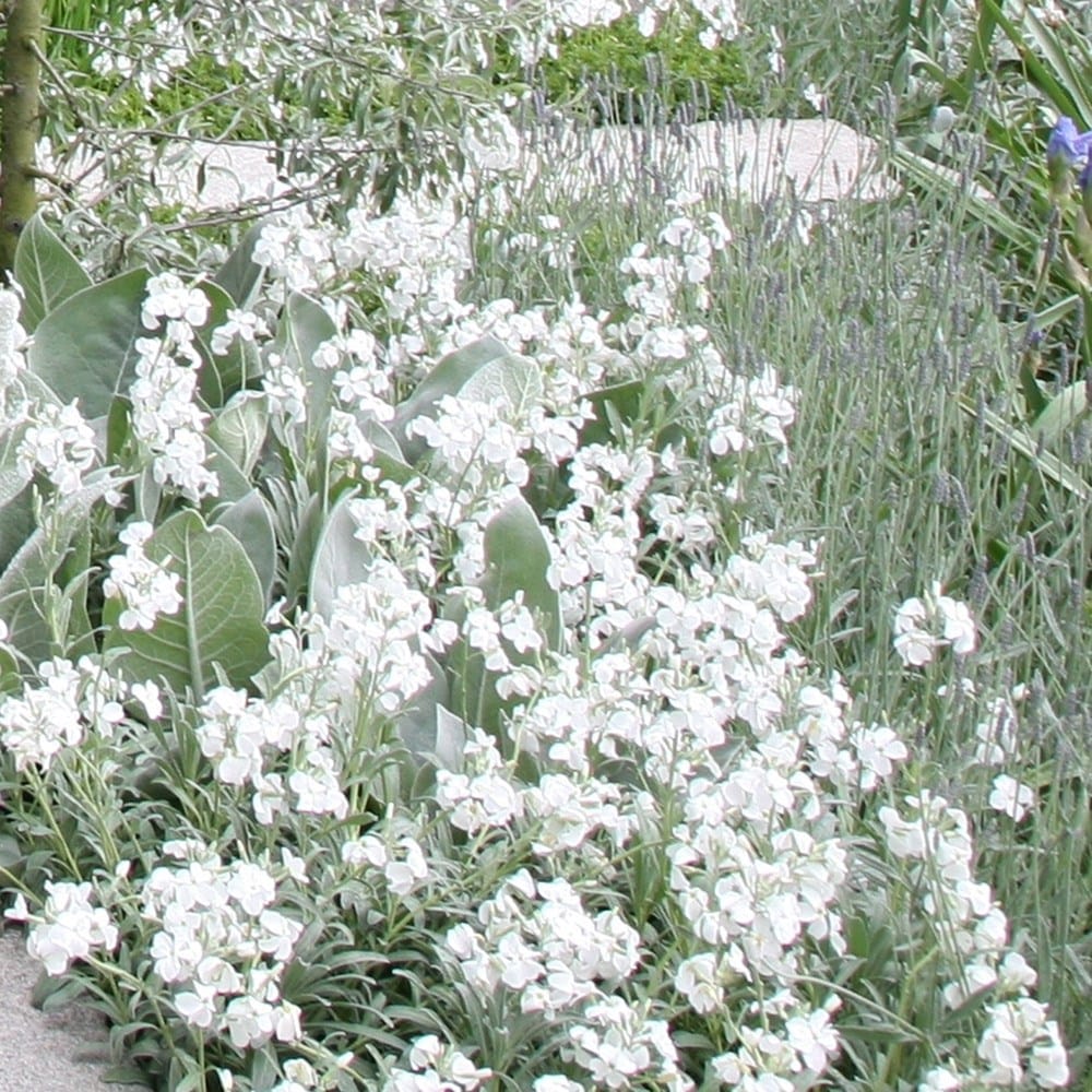 <i>Matthiola incana</i> 'Pillow Talk'
