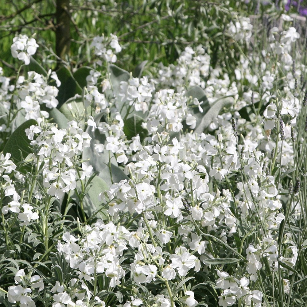 <i>Matthiola incana</i> 'Pillow Talk'