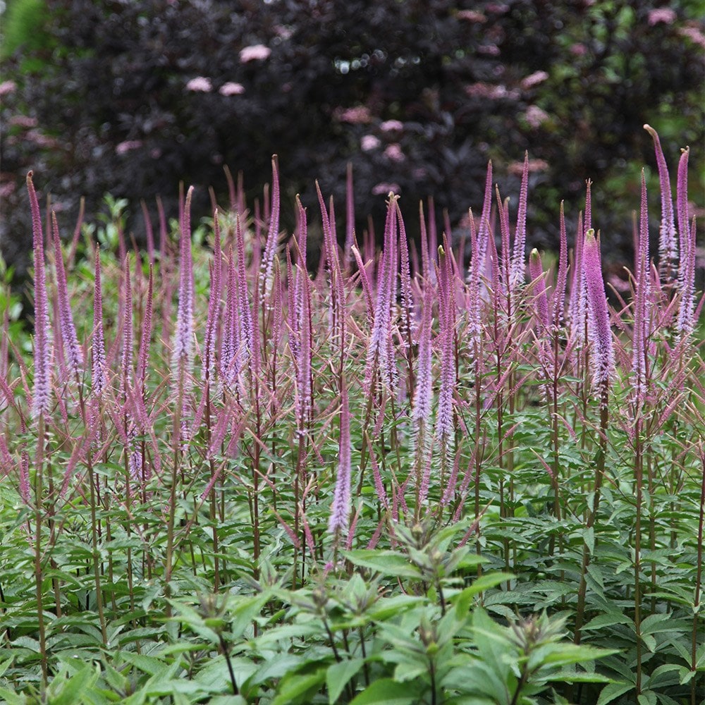 <i>Veronicastrum virginicum</i> 'Adoration'
