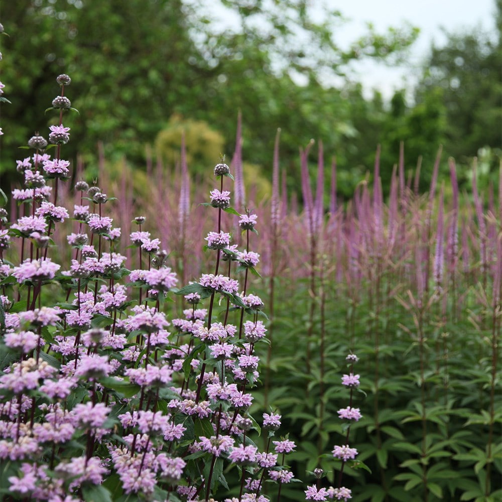 <i>Veronicastrum virginicum</i> 'Adoration'