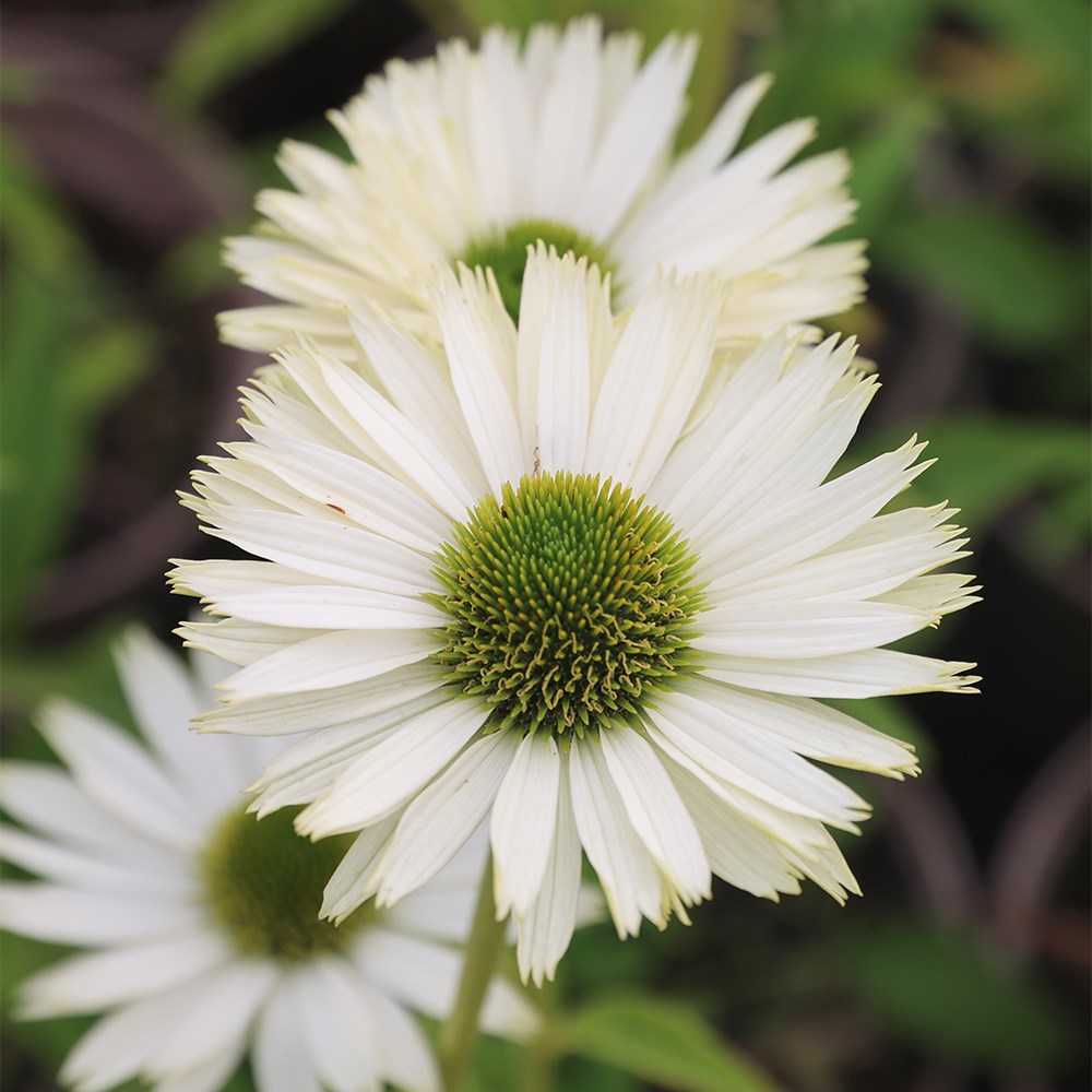 Product options image