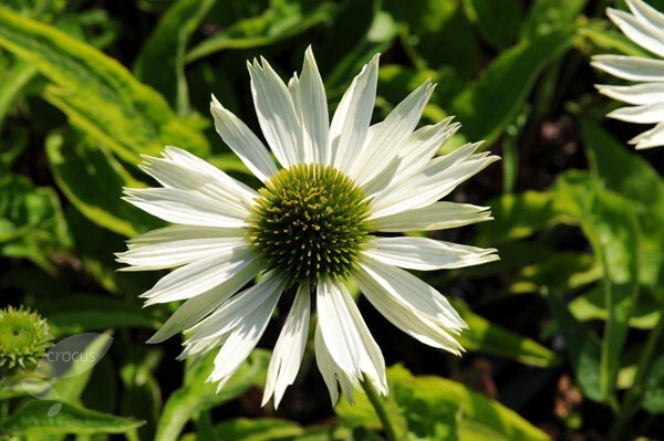 Echinacea purpurea Virgin (PBR)