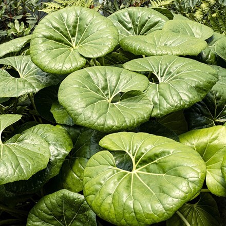Farfugium japonicum var. giganteum