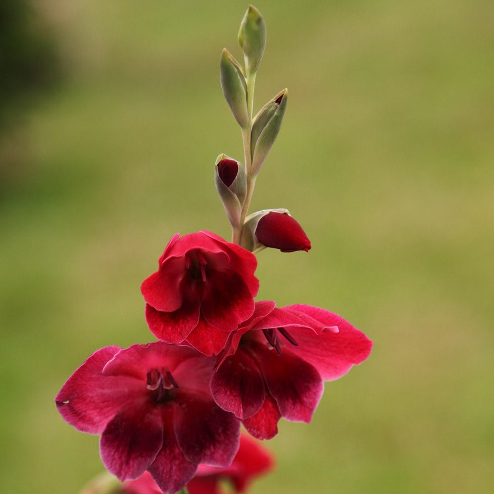 <i>Gladiolus</i> 'Ruby' (papilio hybrid)