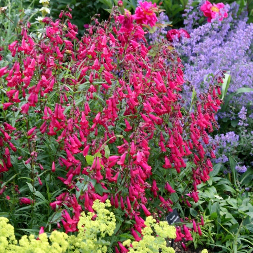 Product options image