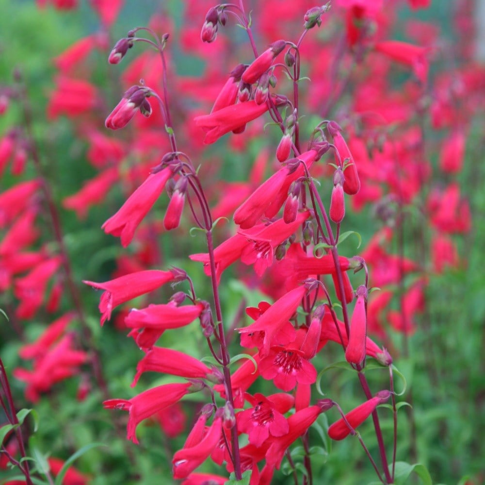 <i>Penstemon</i> 'Andenken an Friedrich Hahn'
