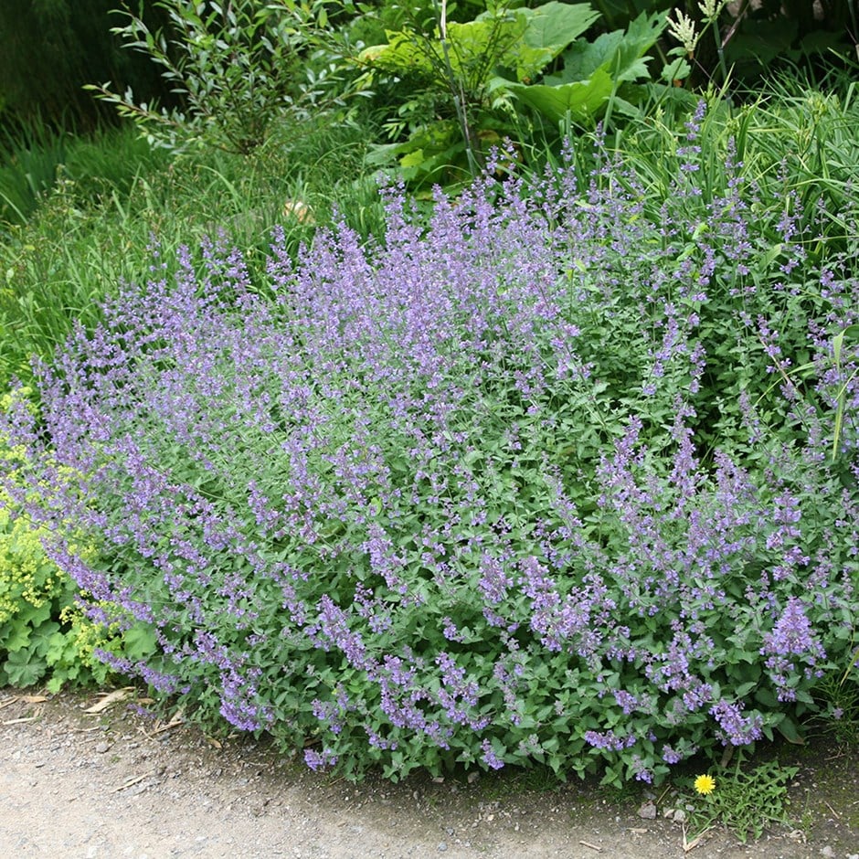 buy catnip nepeta racemosa