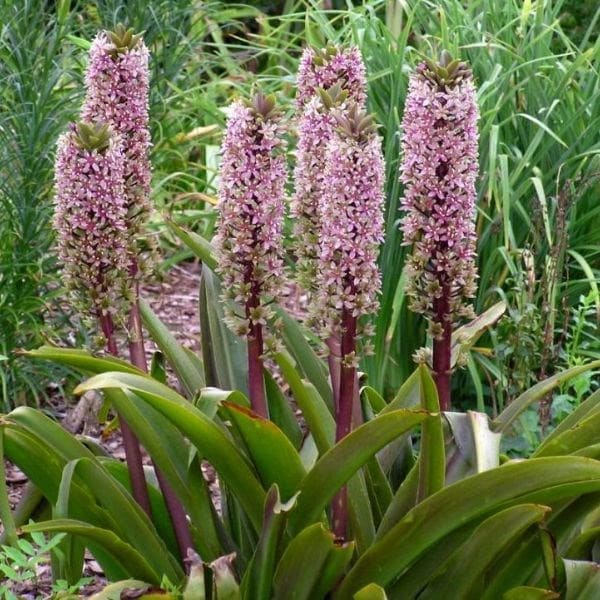 Eucomis comosa Sparkling Burgundy