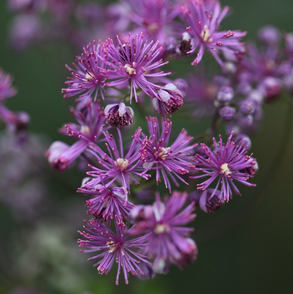 <i>Thalictrum</i> 'Elin'