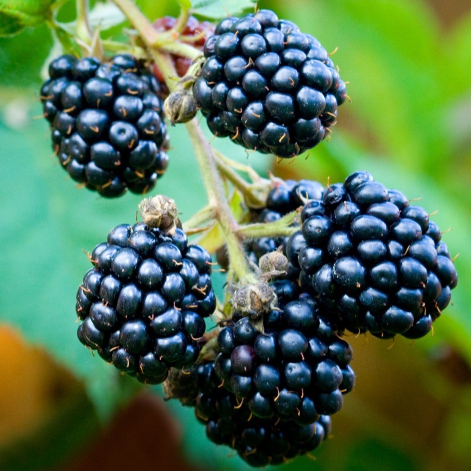 blackberry 'Loch Ness'