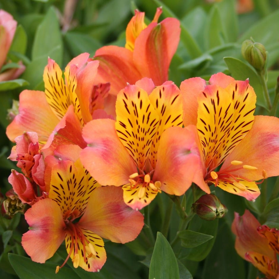 <I>Alstroemeria</i> 'Saturne' (Planet Series)