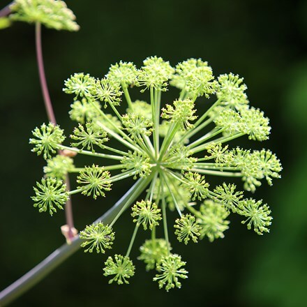 Picture of Angelica archangelica