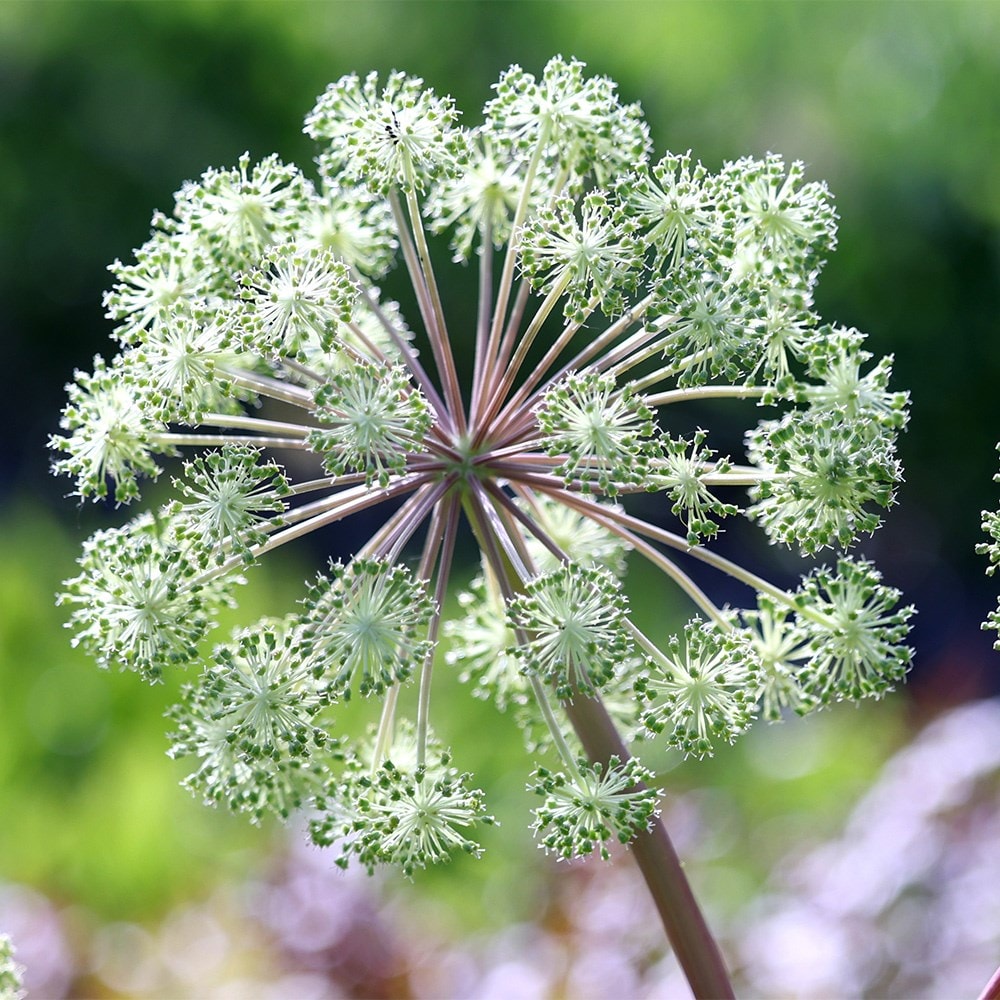 angelica