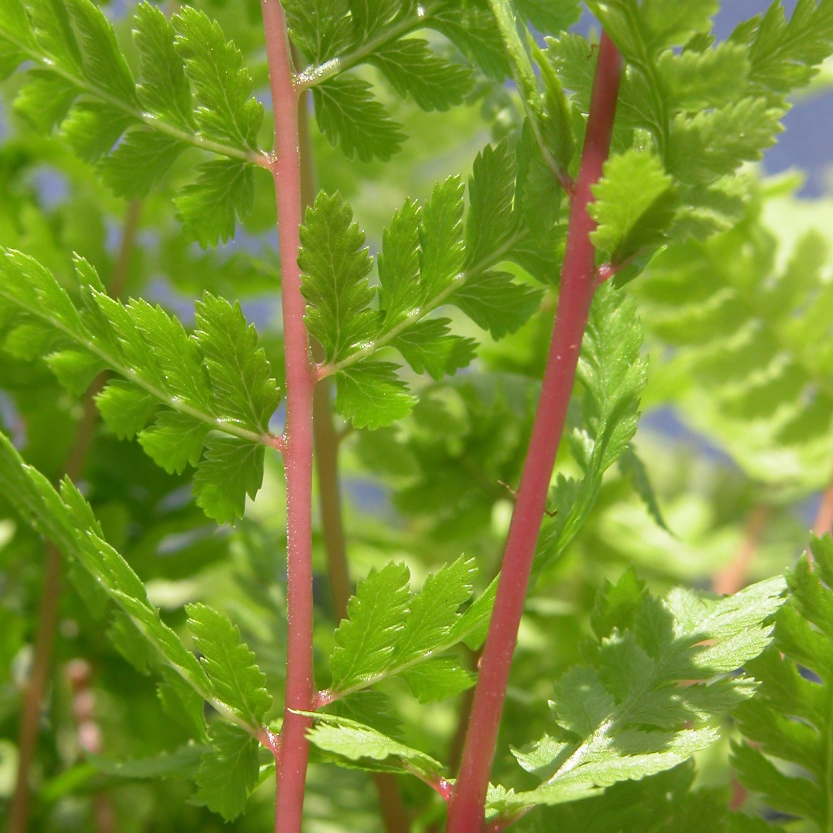 Red deals fern plant