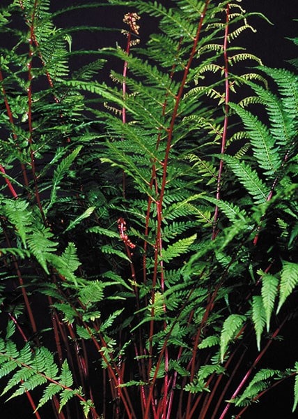 <I>Athyrium filix-femina</i> subsp. <i>angustum</i> f. rubellum 'Lady in Red'