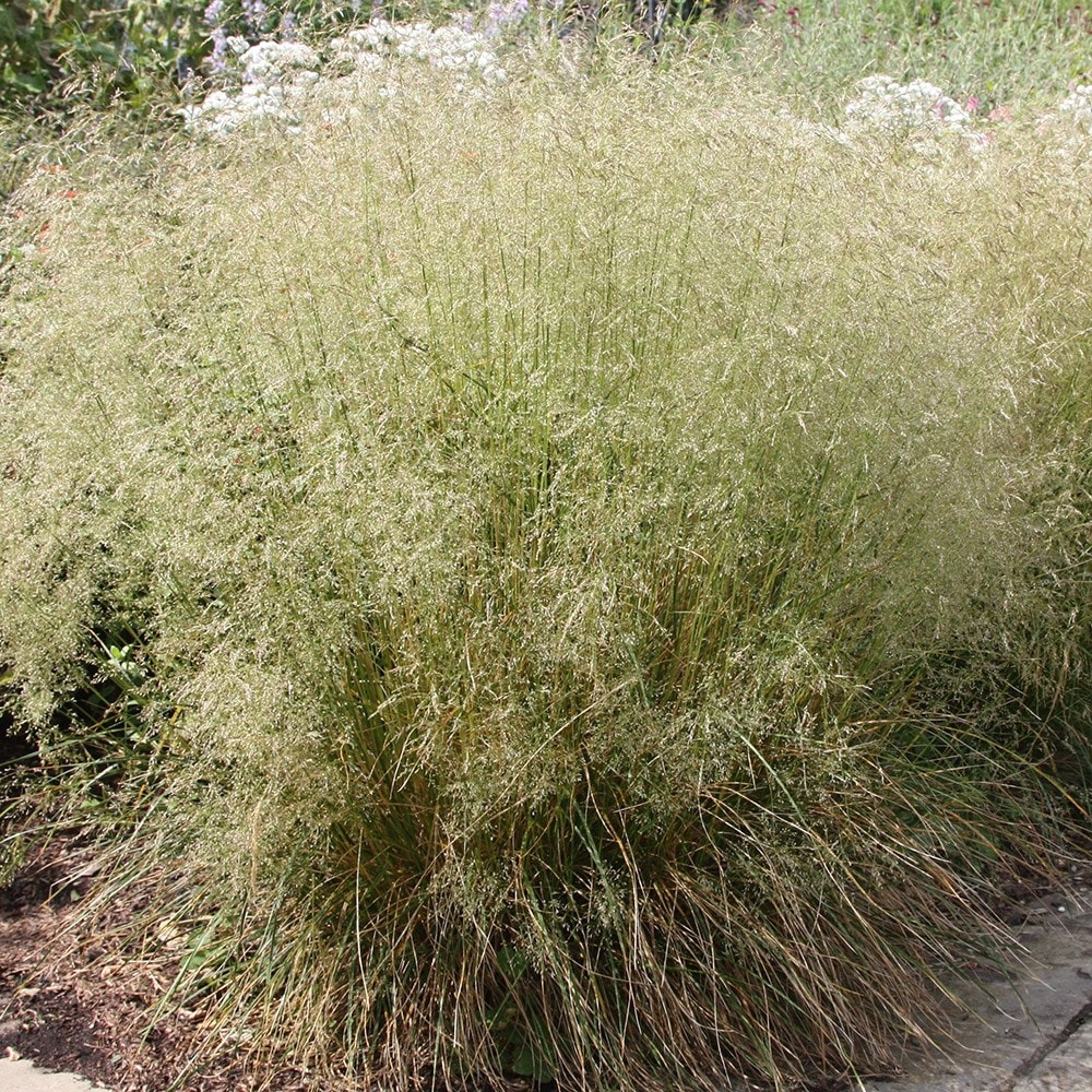 Tufted hairgrass deals