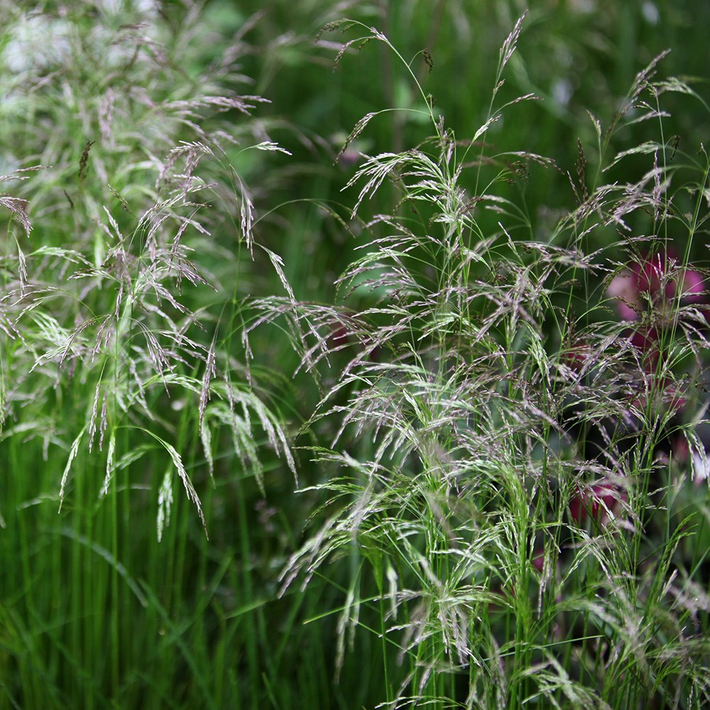 Product options image