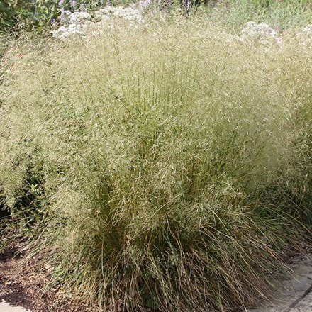 tufted hair grass