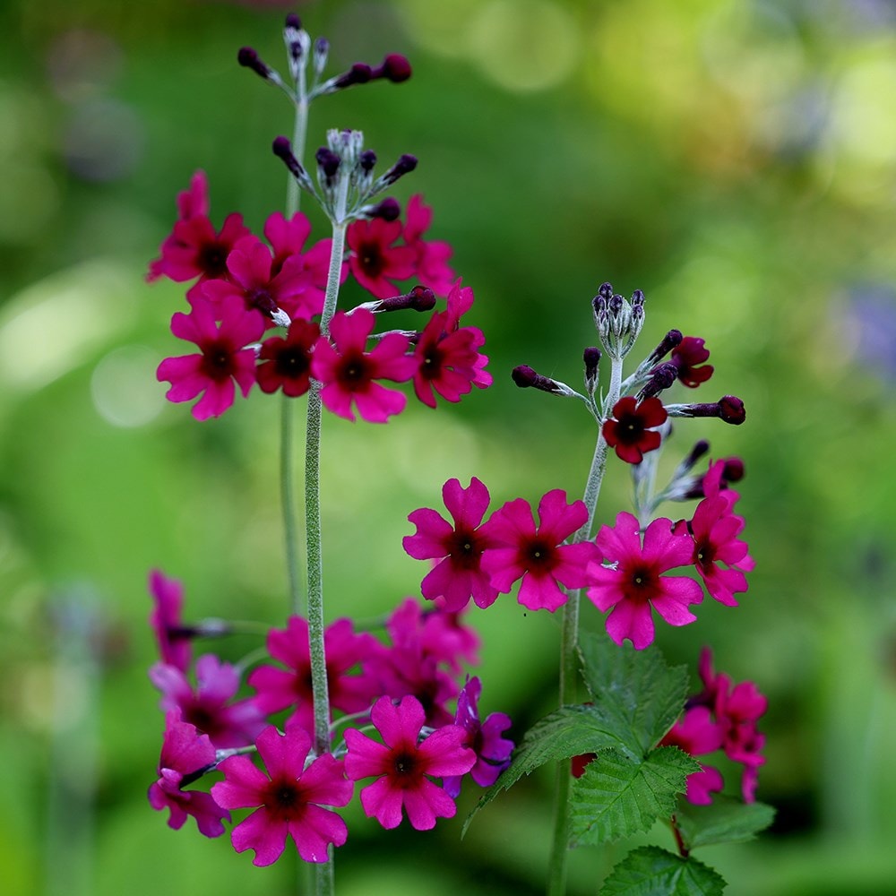 <i>Primula pulverulenta</i> 