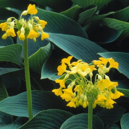Picture of Primula florindae