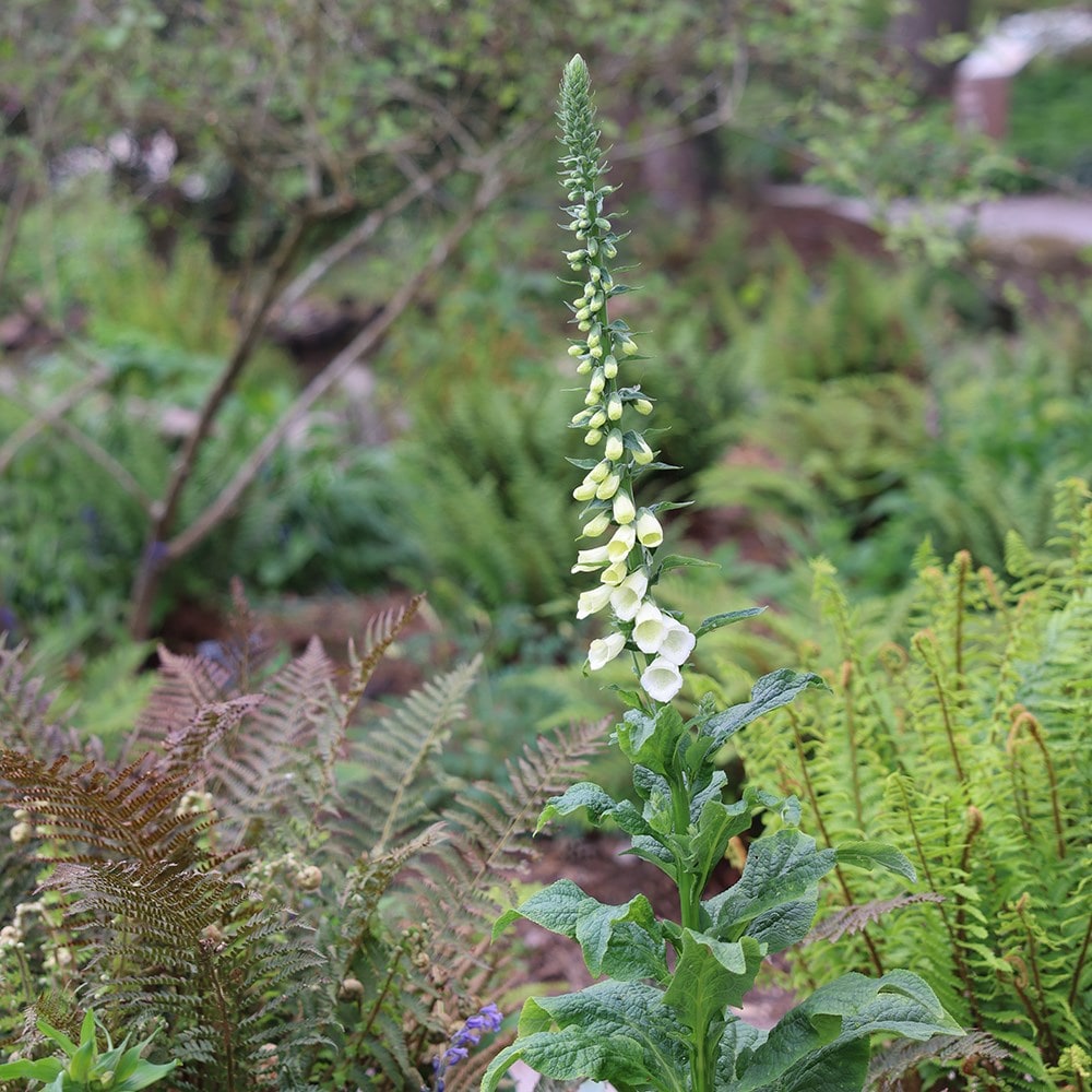 <i>Digitalis purpurea</i> f. <i>albiflora</i>