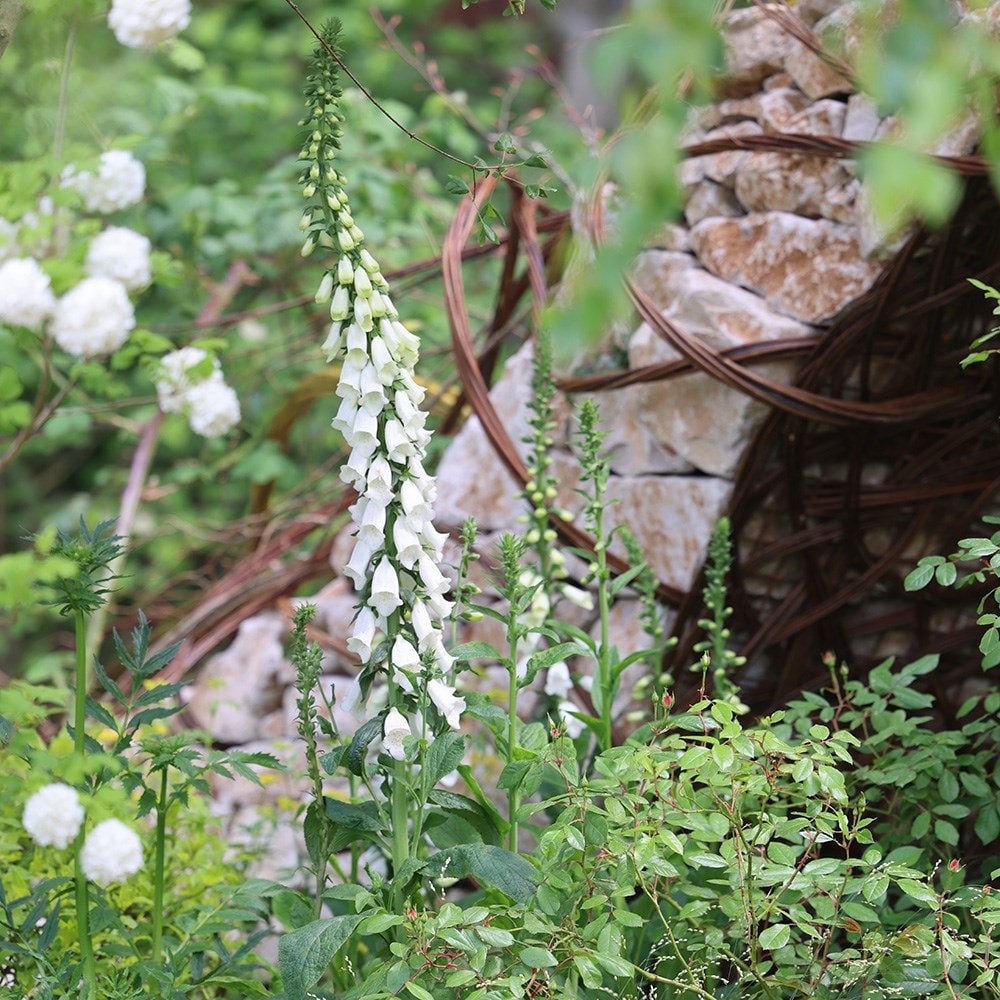 <i>Digitalis purpurea</i> f. <i>albiflora</i>