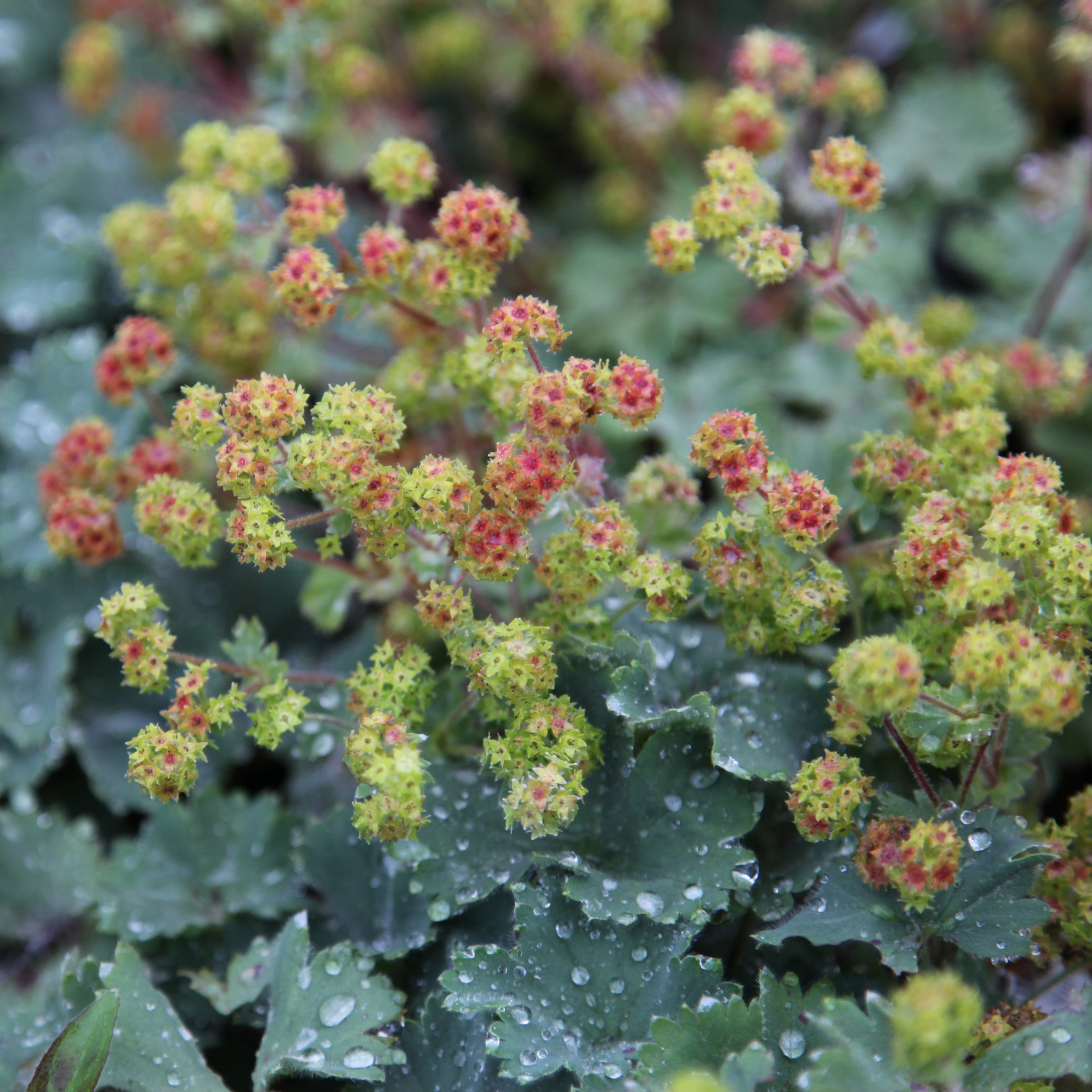 Product options image