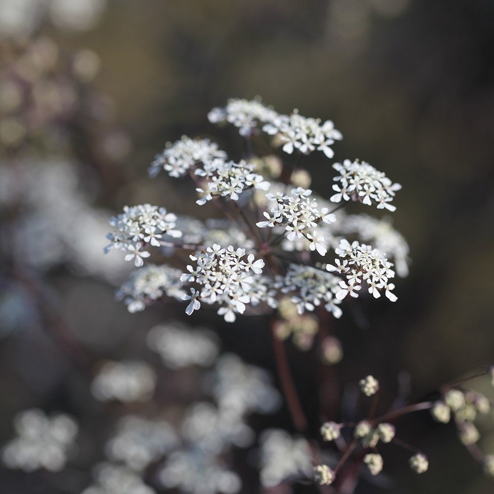 Product options image