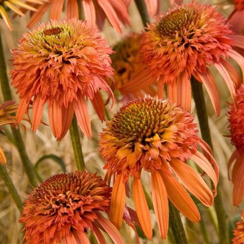 Buy coneflower Echinacea 'Irresistible (PBR)': Delivery by ...