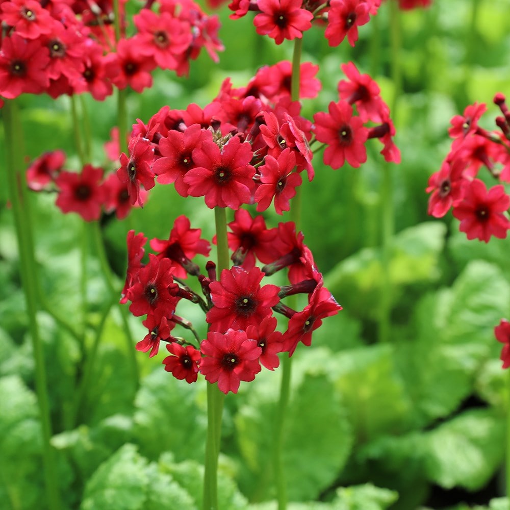 <i>Primula japonica</i> 'Miller's Crimson'