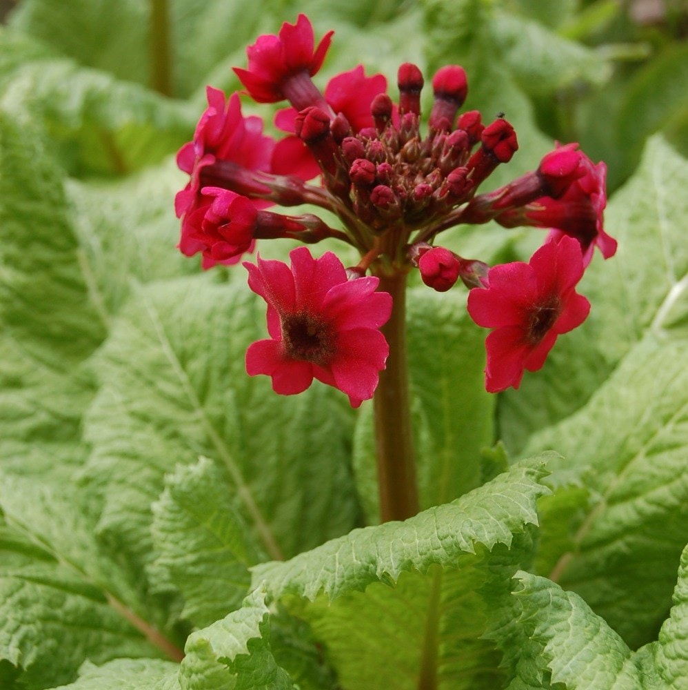 <i>Primula japonica</i> 'Miller's Crimson'
