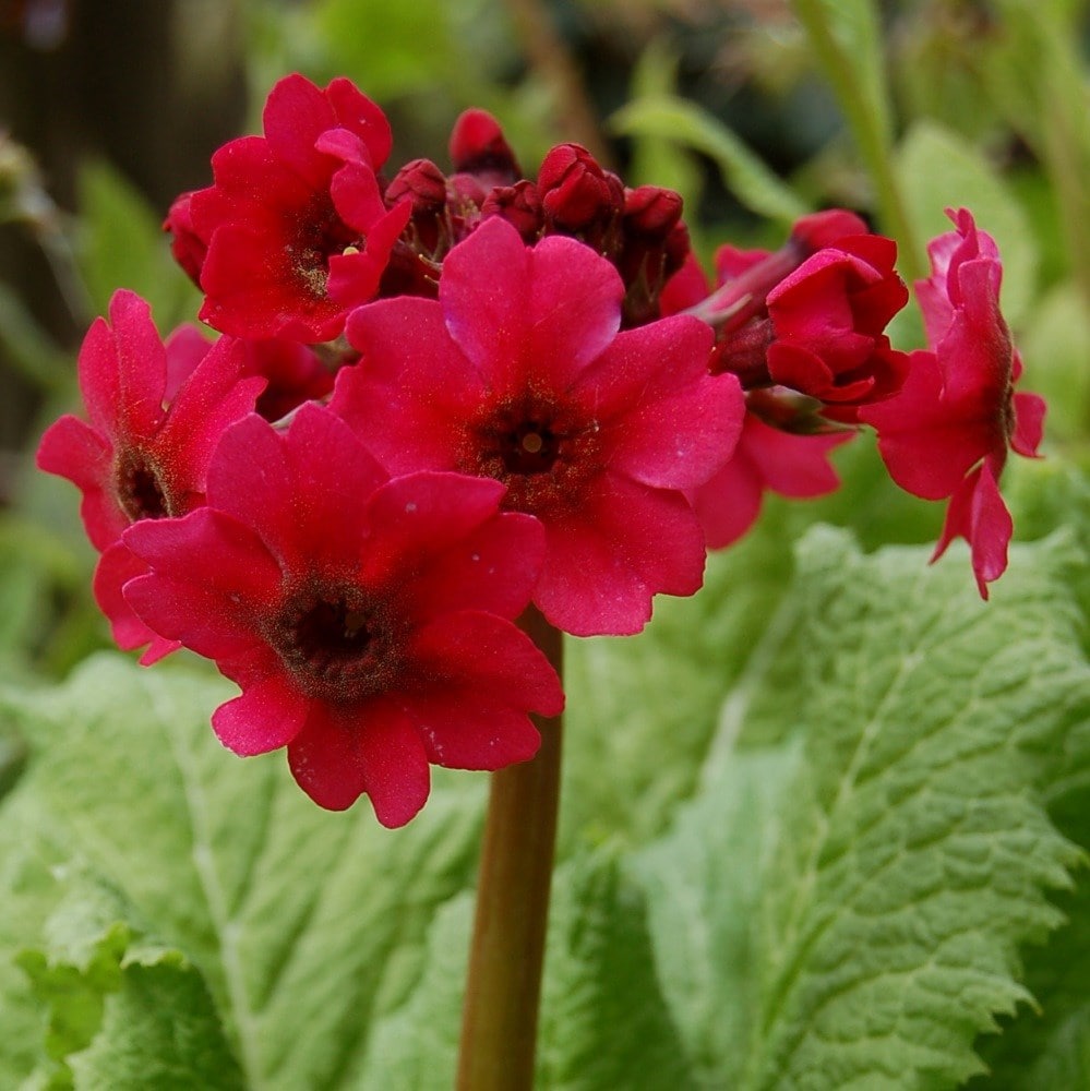 <i>Primula japonica</i> 'Miller's Crimson'
