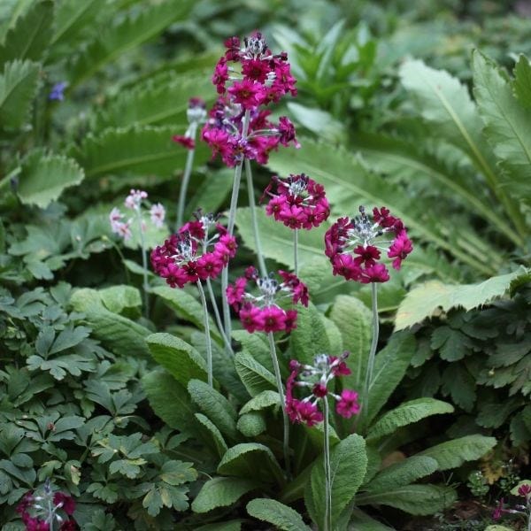 Primula japonica Miller's Crimson