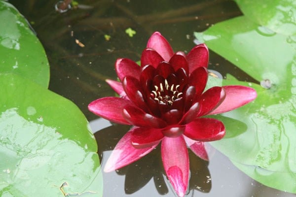 Nymphaea Almost Black