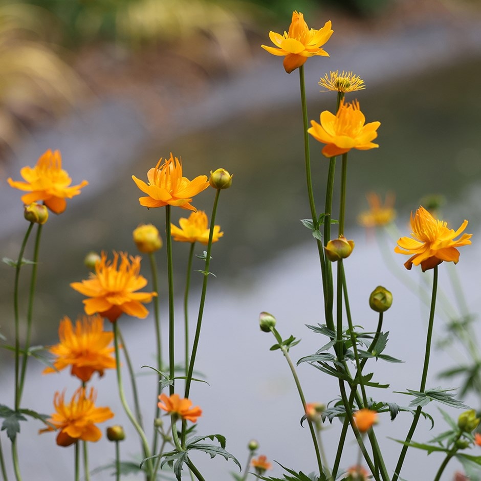 <i>Trollius chinensis</i> 'Golden Queen'