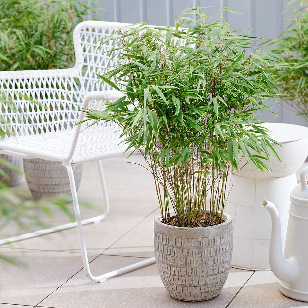 Product options image