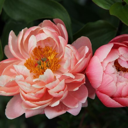 Picture of Paeonia Coral Charm
