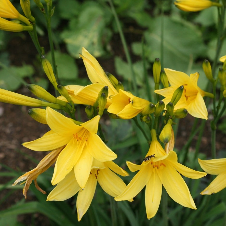 <i>Hemerocallis lilioasphodelus</i> 