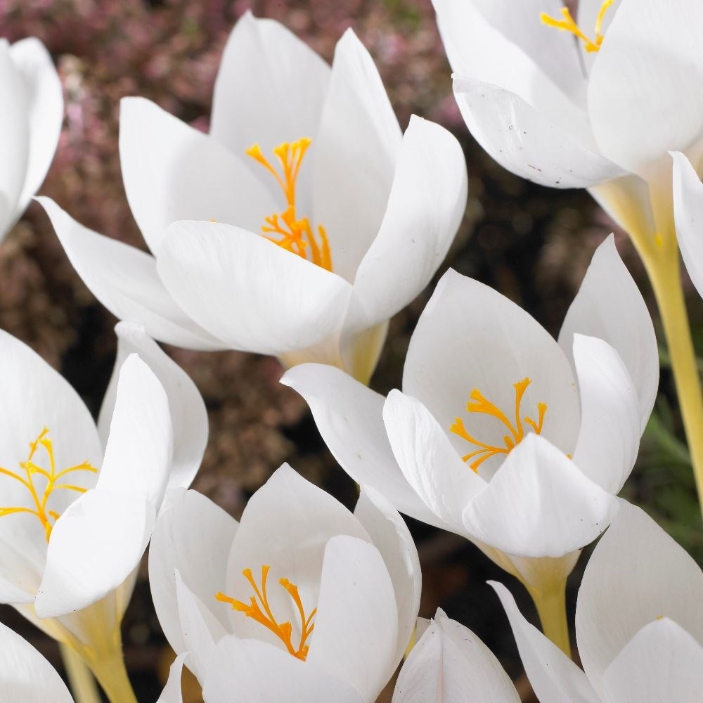 Buy Autumn Crocus Bulbs Crocus Speciosus 'Albus'