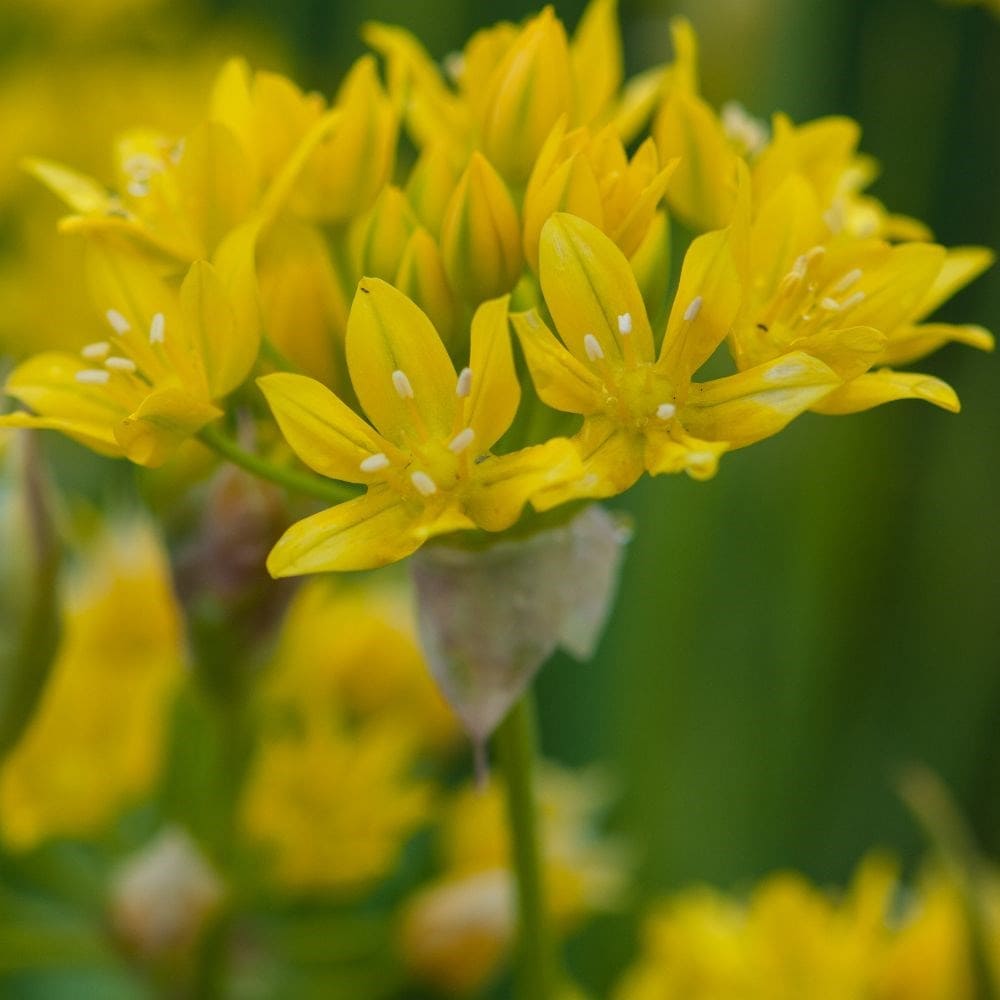 Product options image