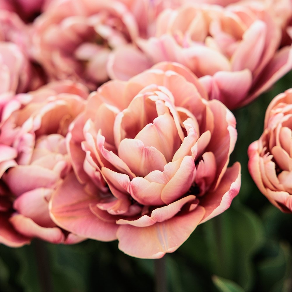 Product options image