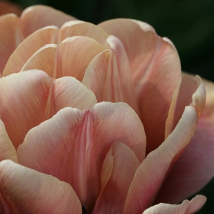 Tulipa La Belle Époque'